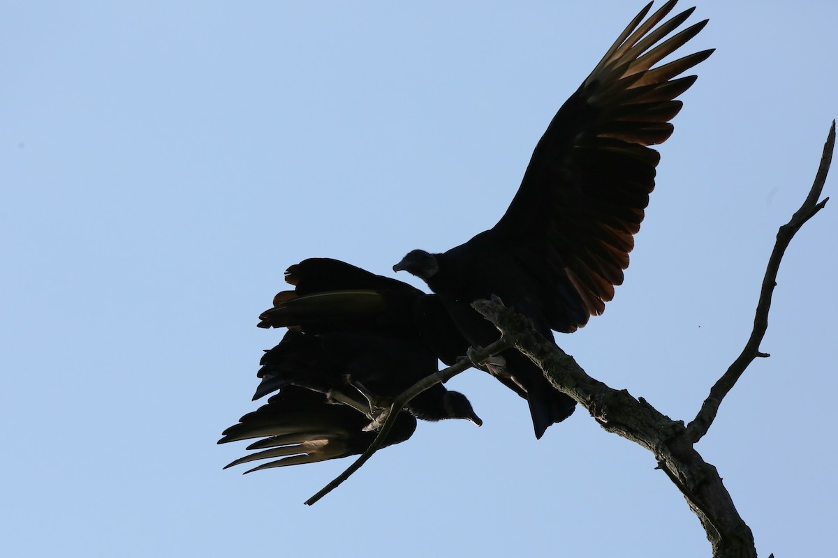 Black Vulture - Ron Sempier