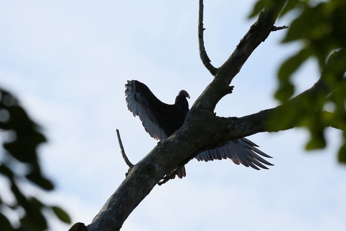 Turkey Vulture - Ron Sempier