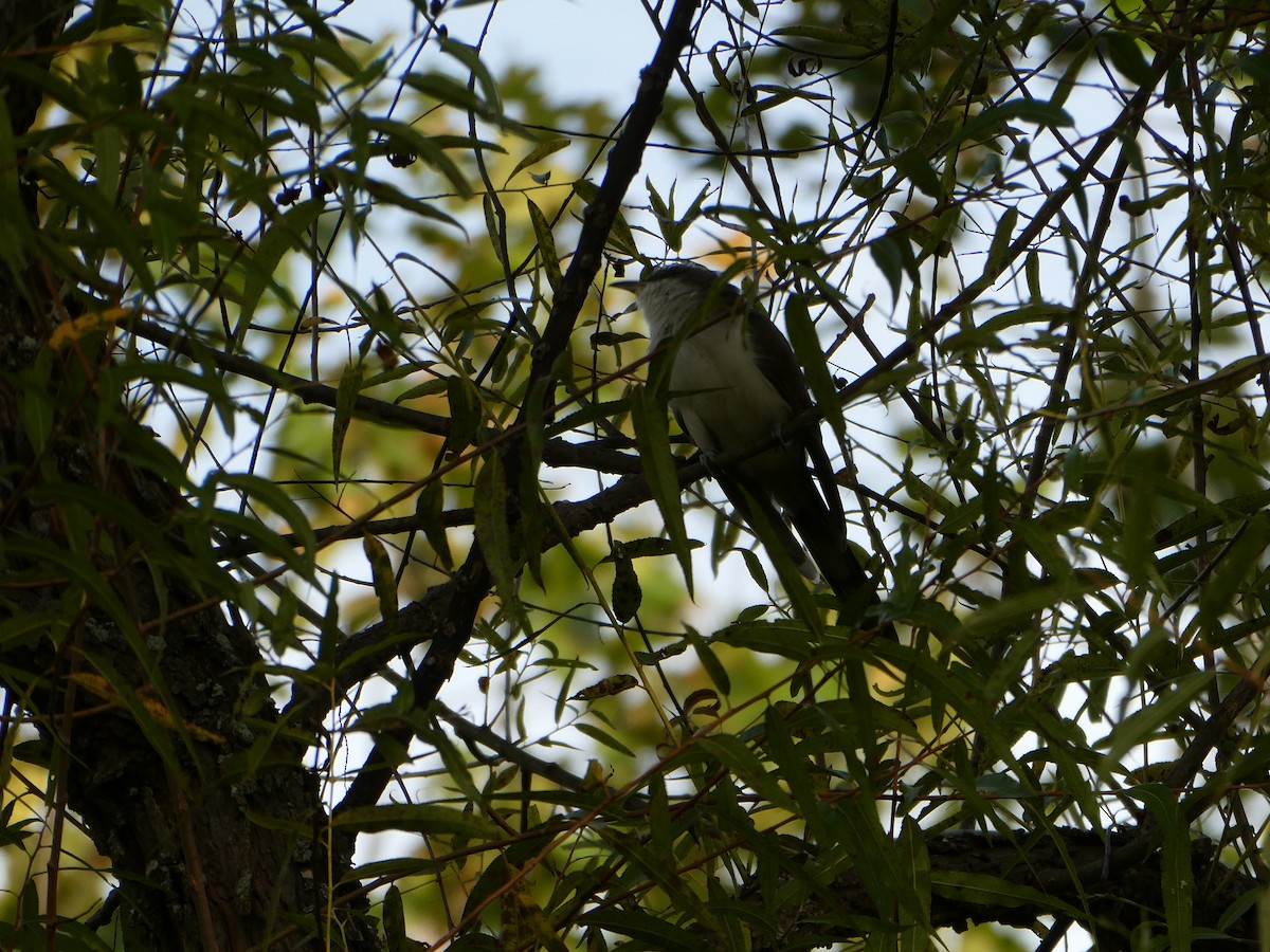 Gelbschnabel-/Schwarzschnabelkuckuck - ML609113375