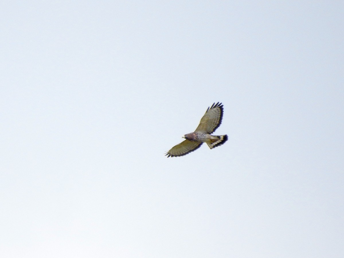 Broad-winged Hawk - ML609113383