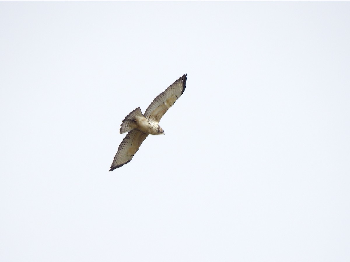 Broad-winged Hawk - ML609113403