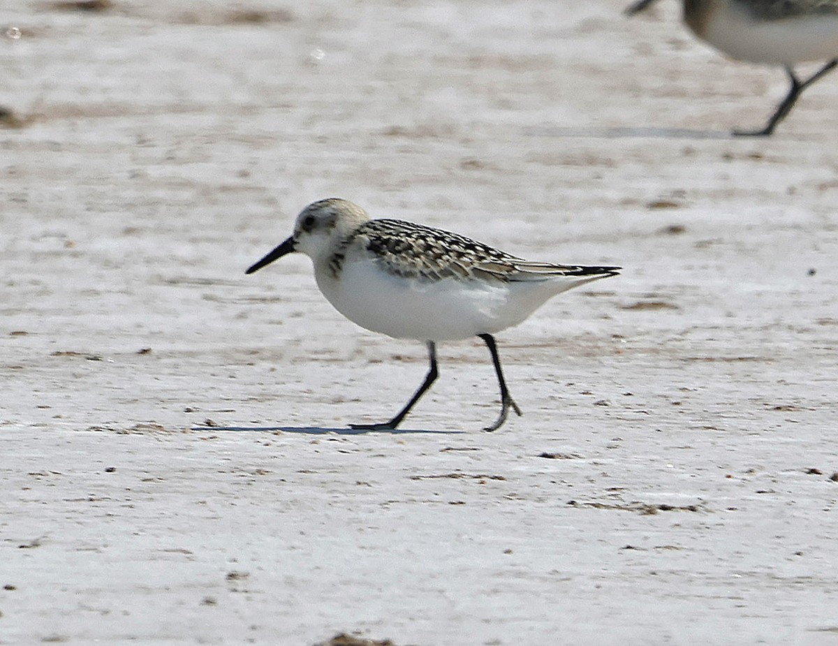 Bécasseau sanderling - ML609113443