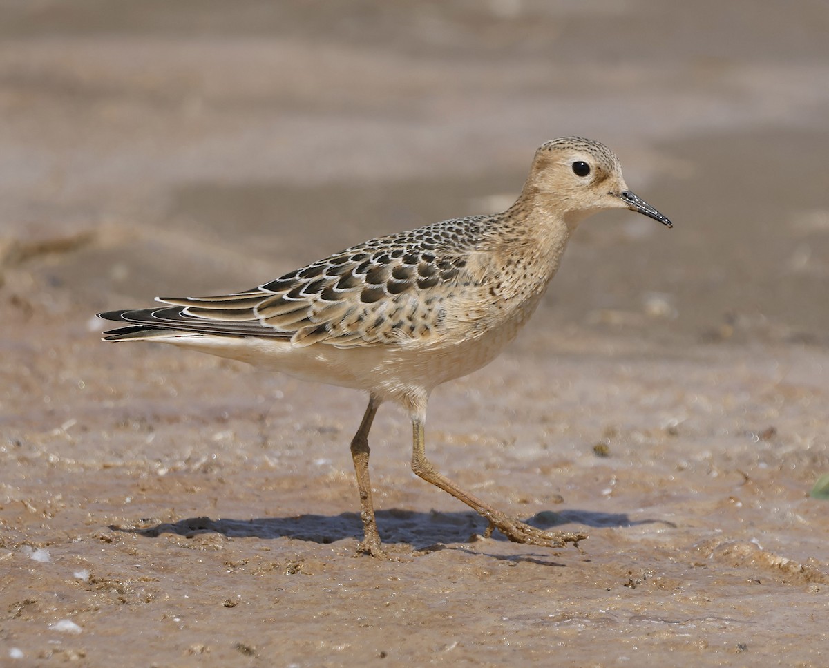 Buff-breasted Sandpiper - ML609113494