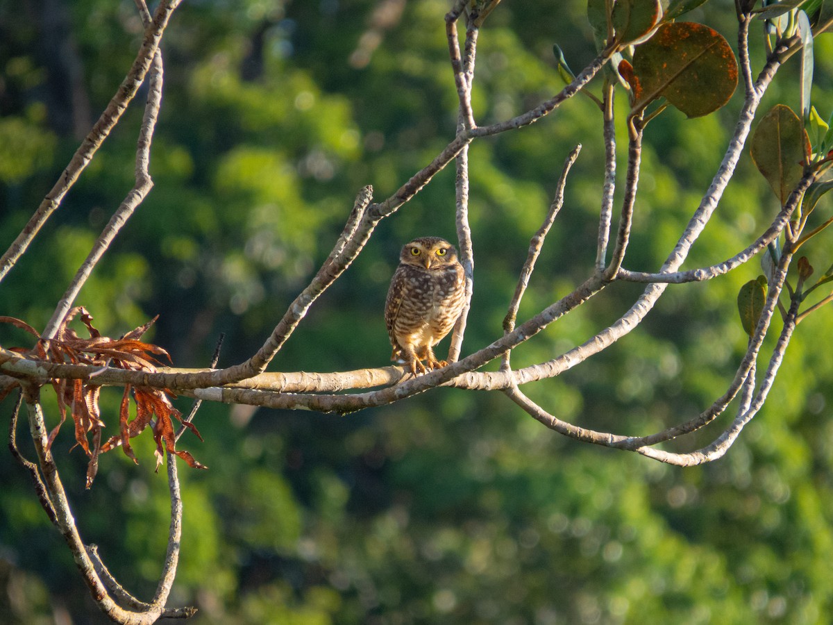 Burrowing Owl - ML609113606