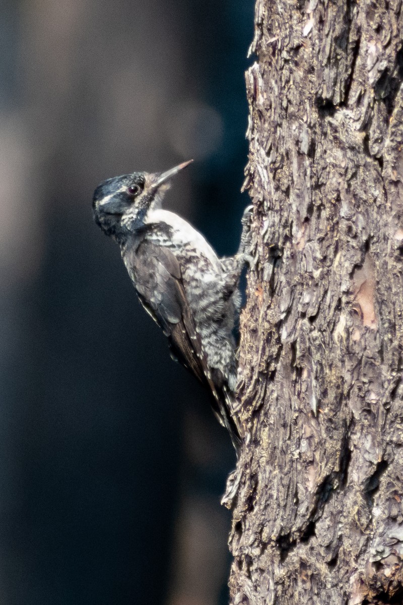 Amerika Üç Parmaklı Ağaçkakanı (fasciatus) - ML609113640