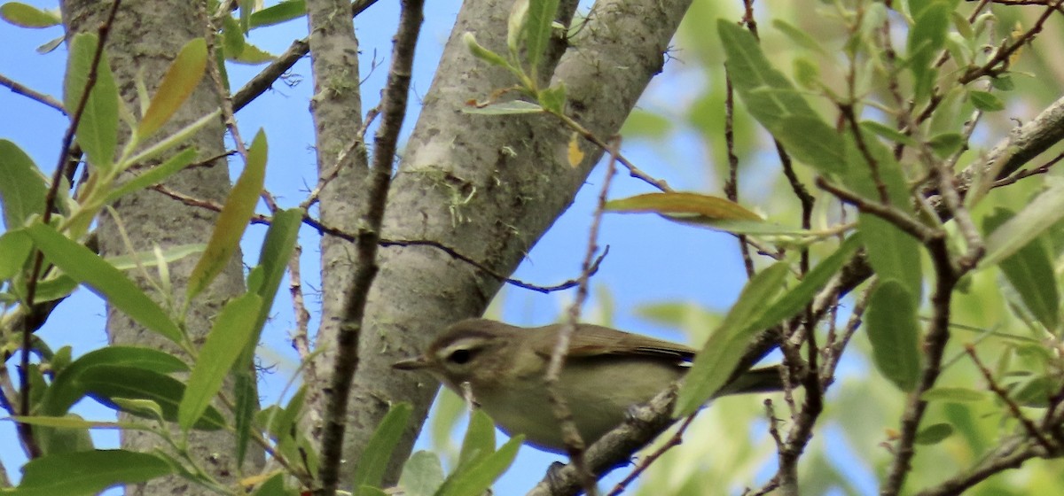 Warbling Vireo - ML609113644