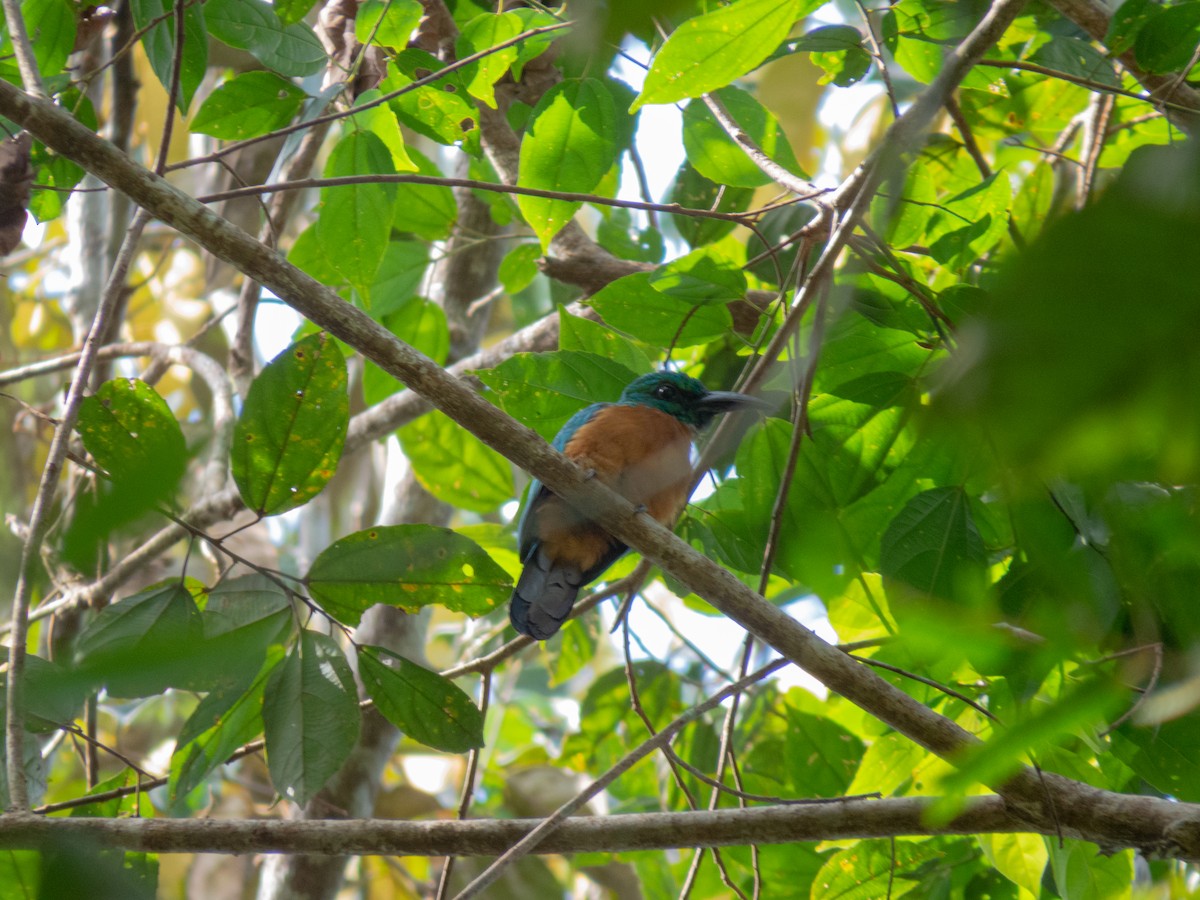 Great Jacamar - Johnatan Alvarez Cardona