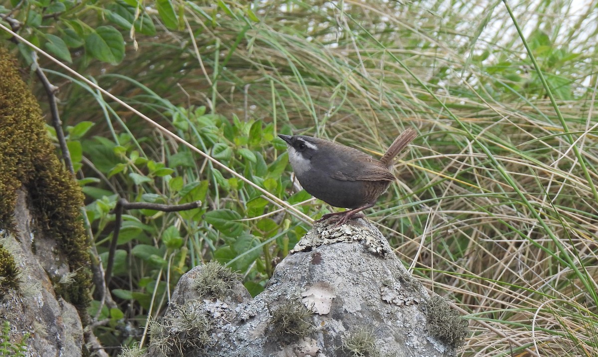 White-browed Tapaculo - ML609113657