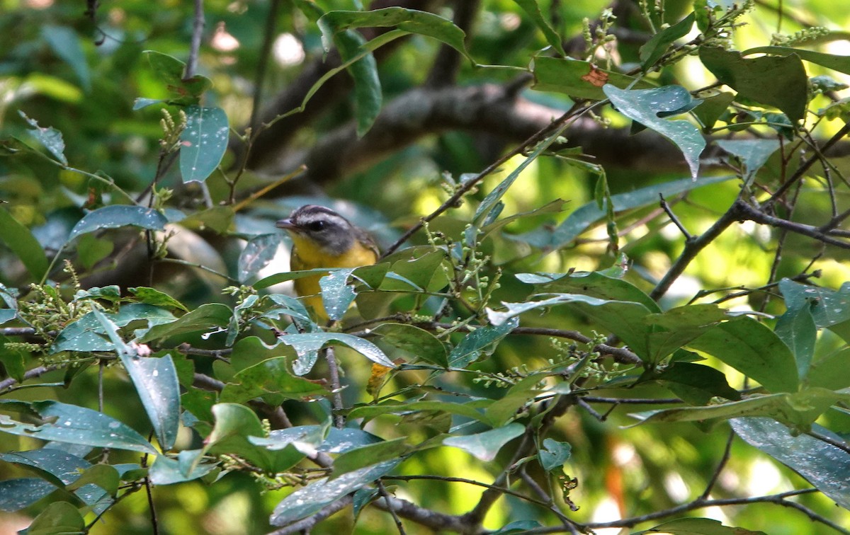 Golden-crowned Warbler - Michele Reyes