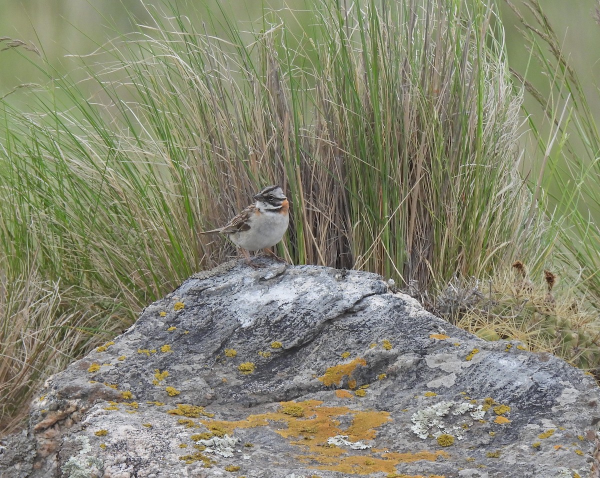 Rufous-collared Sparrow - ML609113730