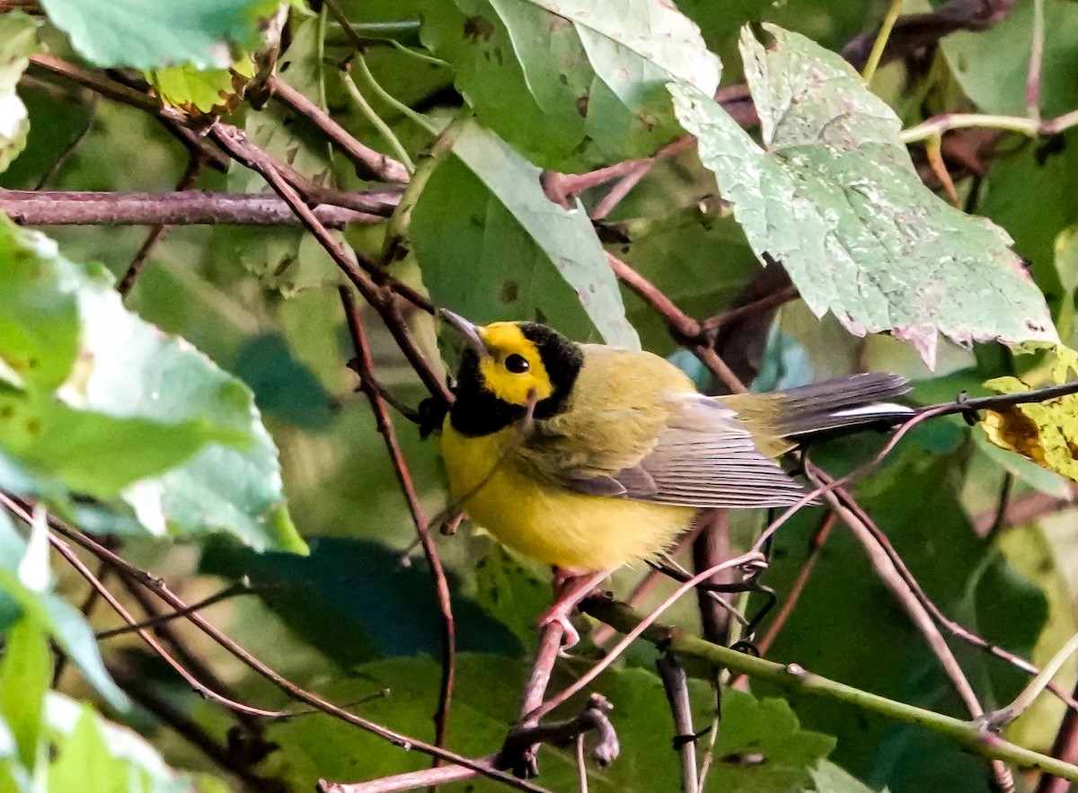 Hooded Warbler - ML609113757