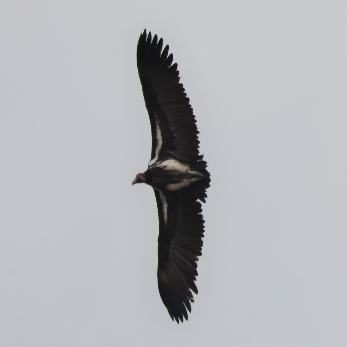 Lappet-faced Vulture - ML609113795