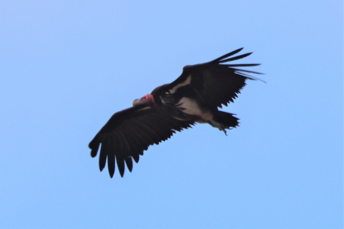 Lappet-faced Vulture - ML609113796