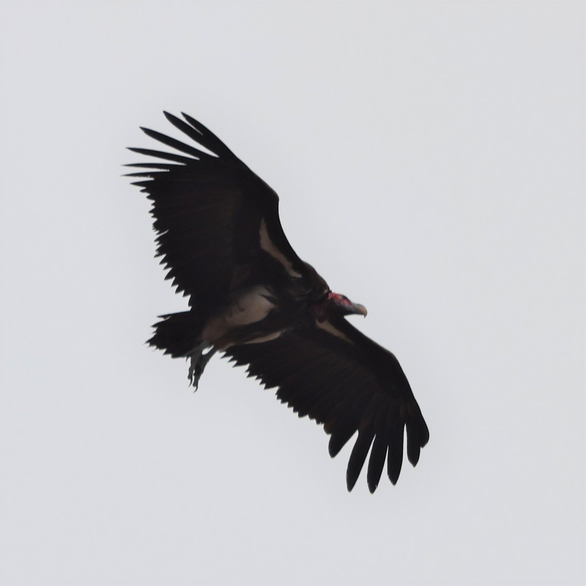 Lappet-faced Vulture - ML609113797