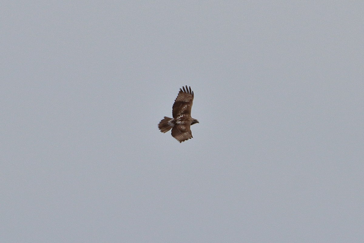 Red-tailed Hawk (borealis) - ML609113956