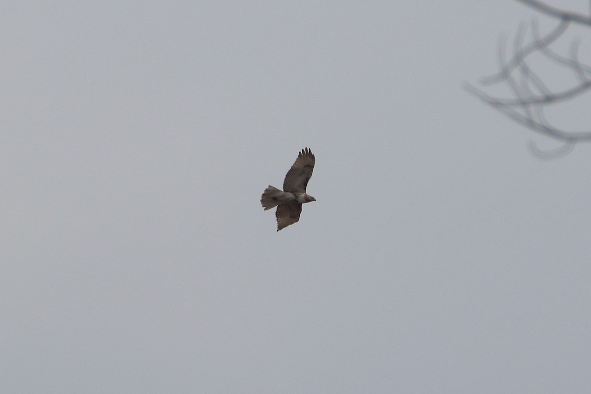 Red-tailed Hawk (borealis) - ML609113961