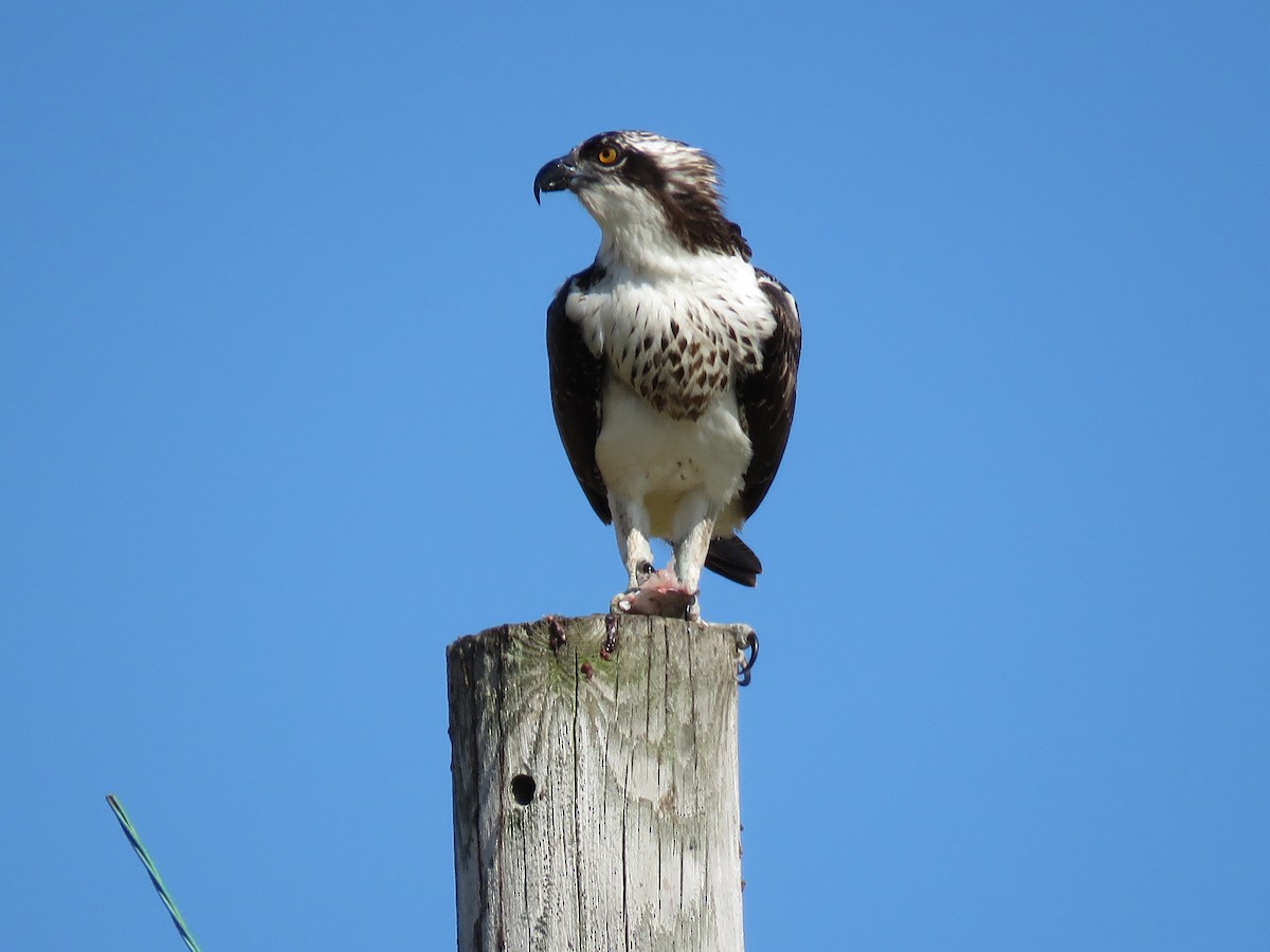 Águila Pescadora - ML609113964