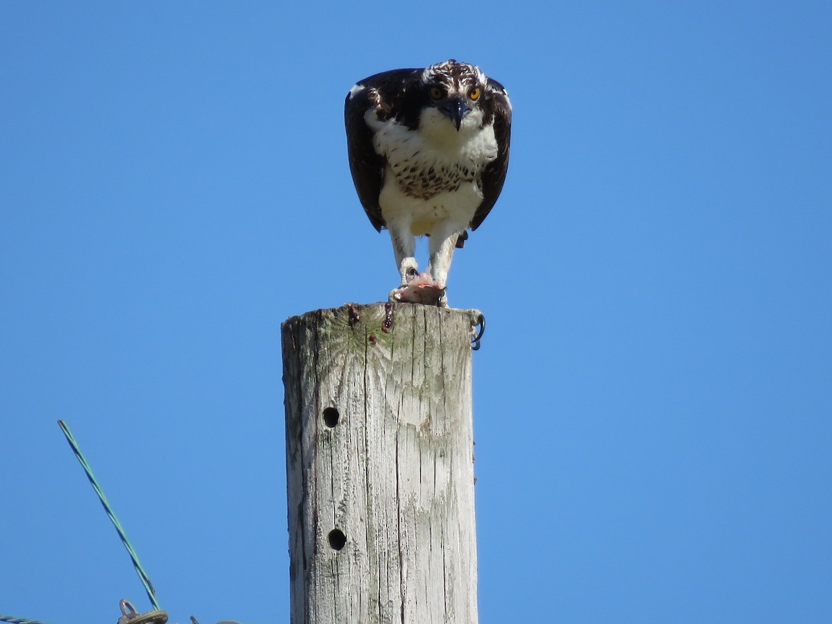 Osprey - ML609113965