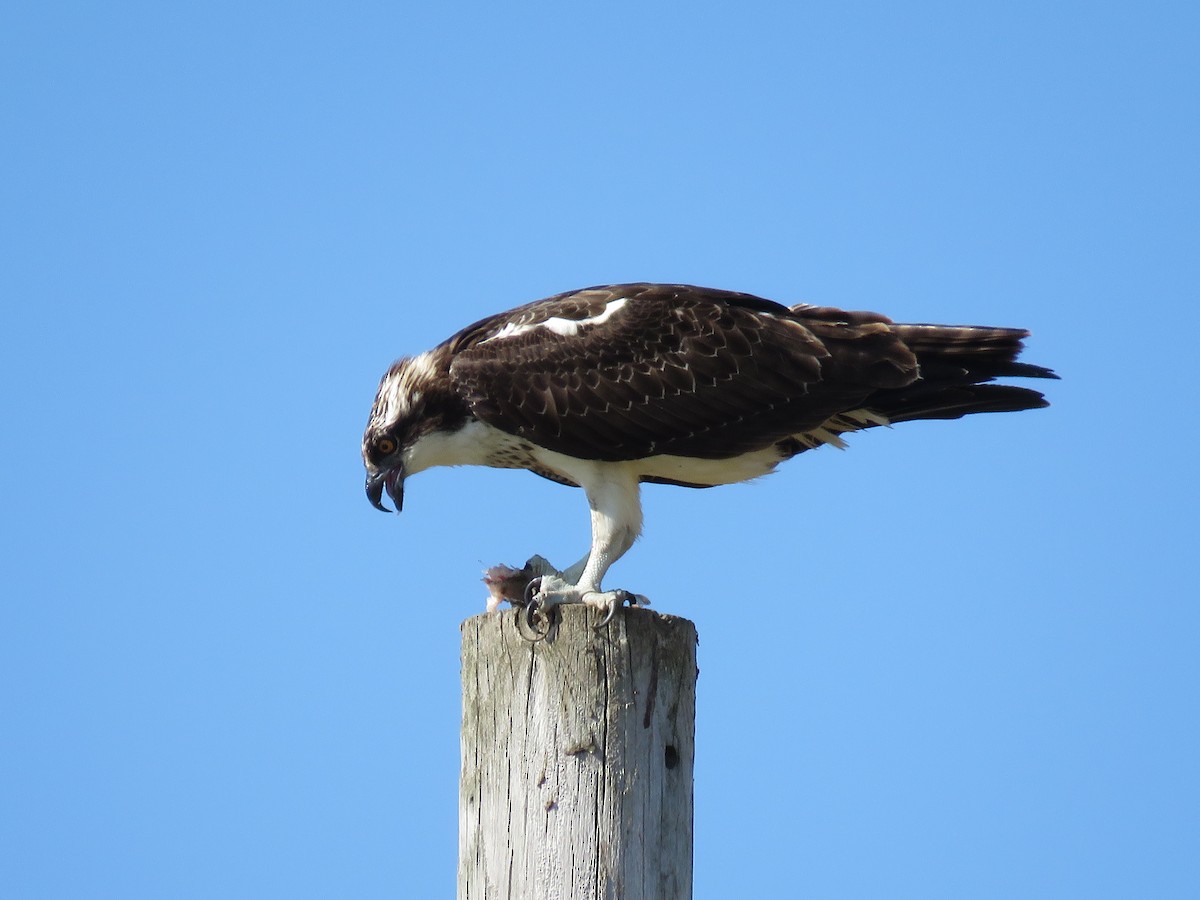 Águila Pescadora - ML609113966