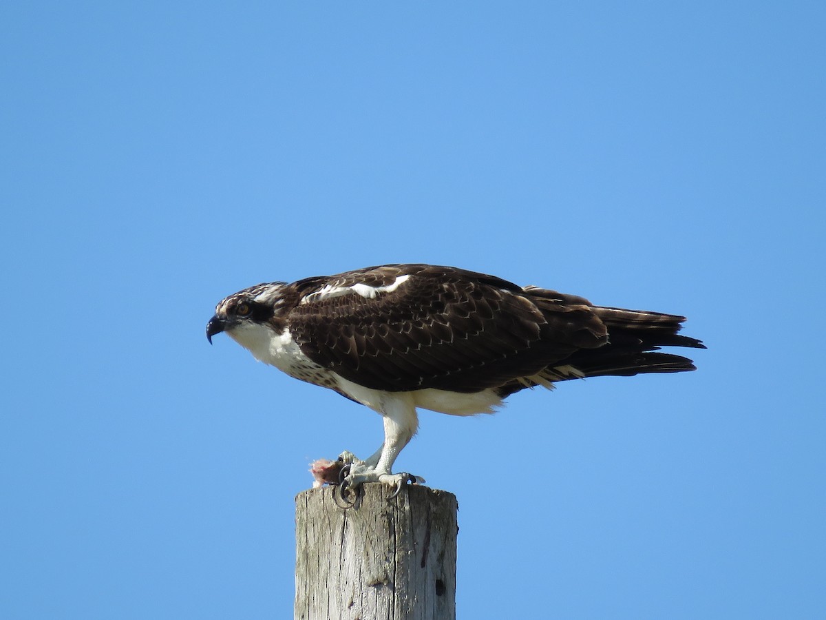 Águila Pescadora - ML609113967