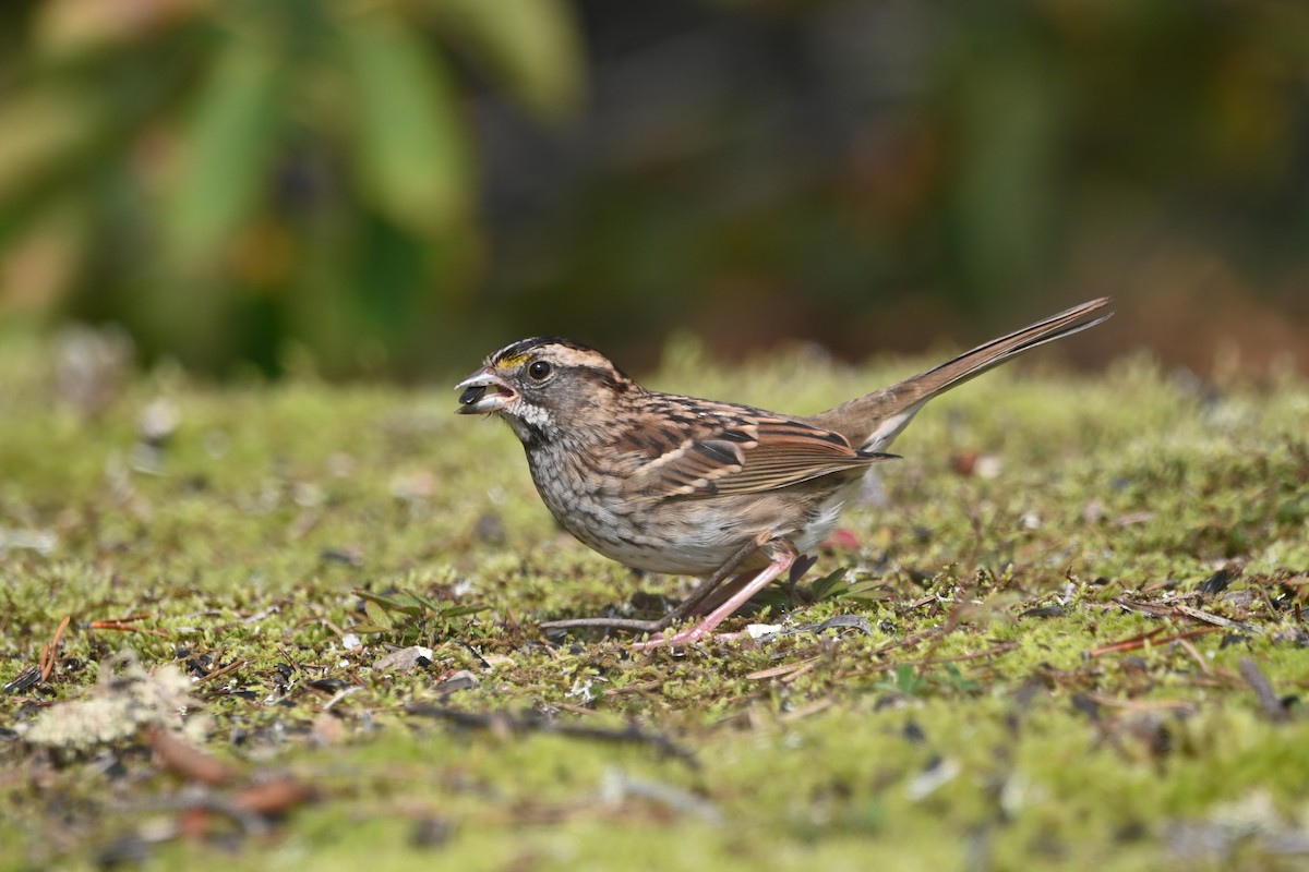 White-throated Sparrow - ML609113989