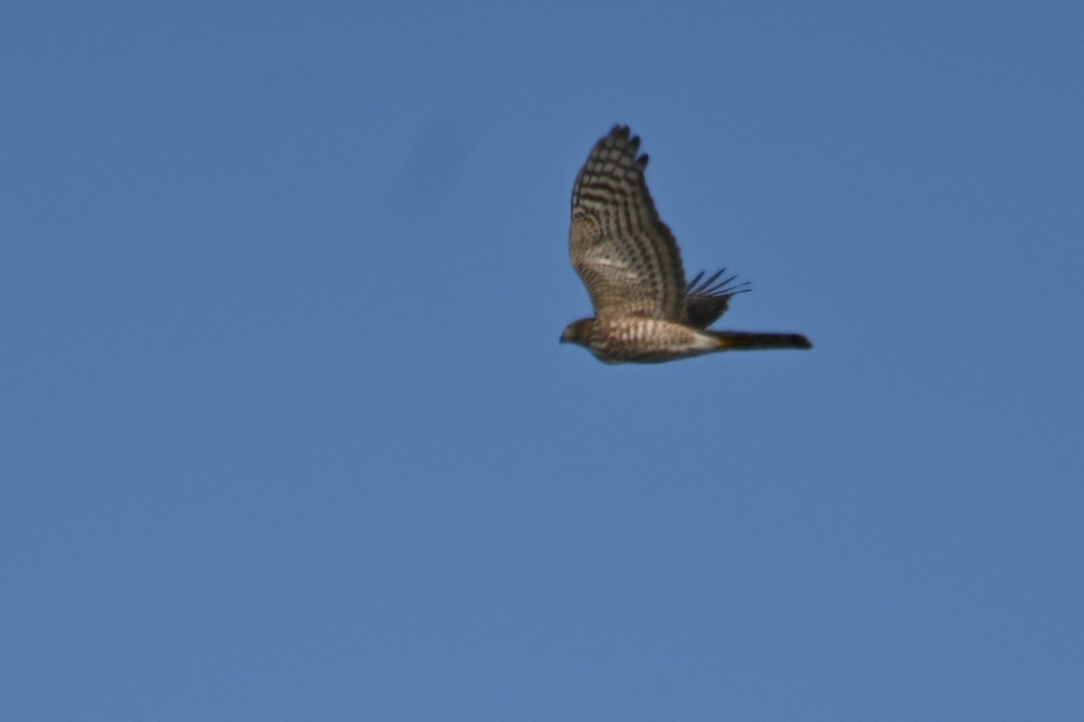 Sharp-shinned Hawk - ML609114043