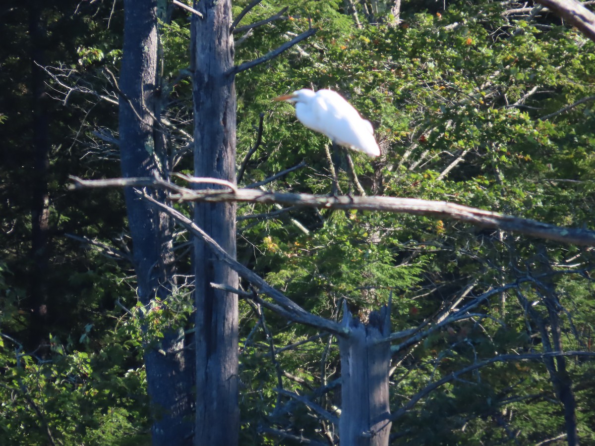 Great Egret - David Small