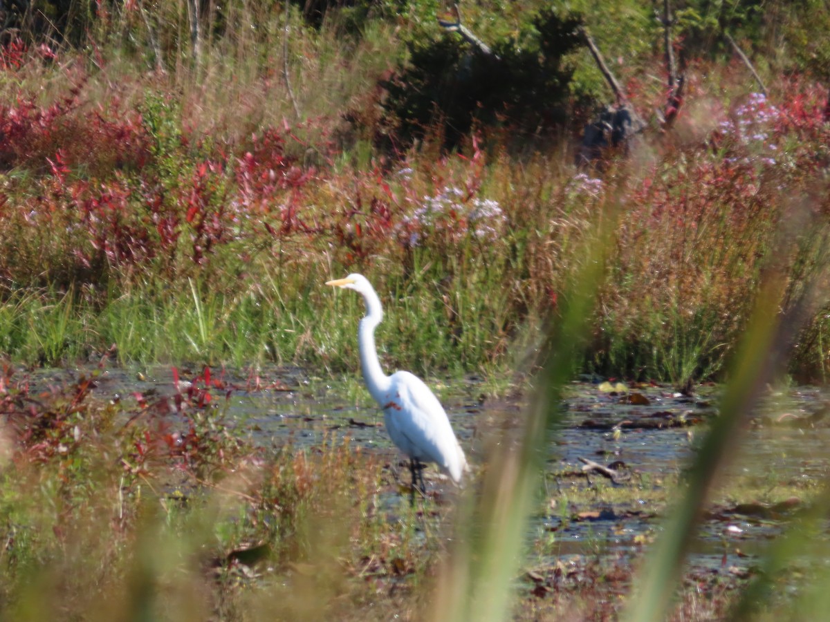 Great Egret - ML609114056