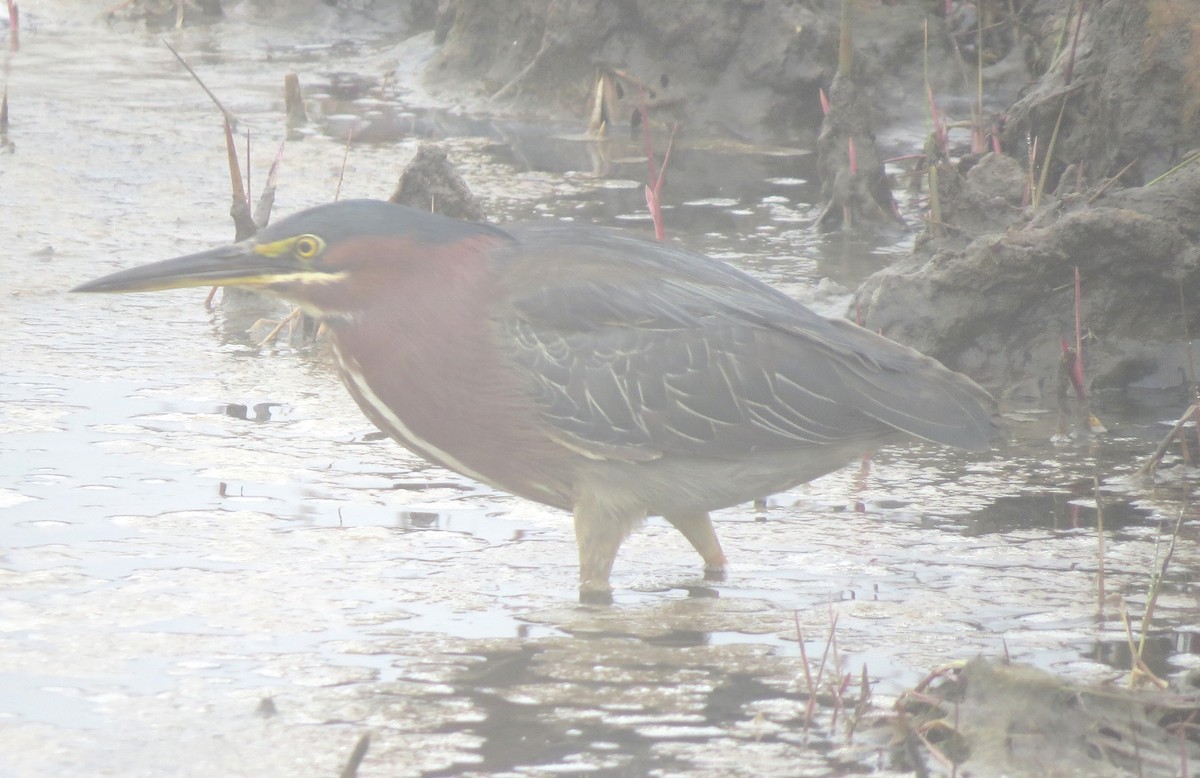 Green Heron - James Hirtle