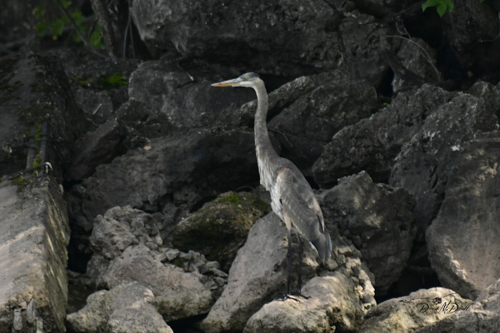 Great Blue Heron - ML609114108