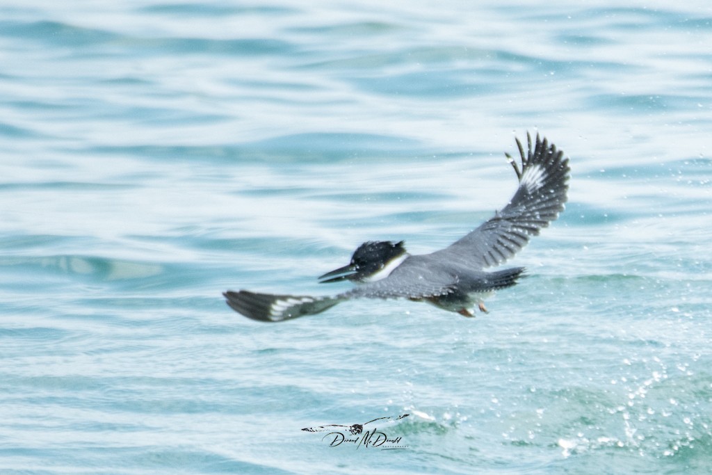 Martin-pêcheur d'Amérique - ML609114121