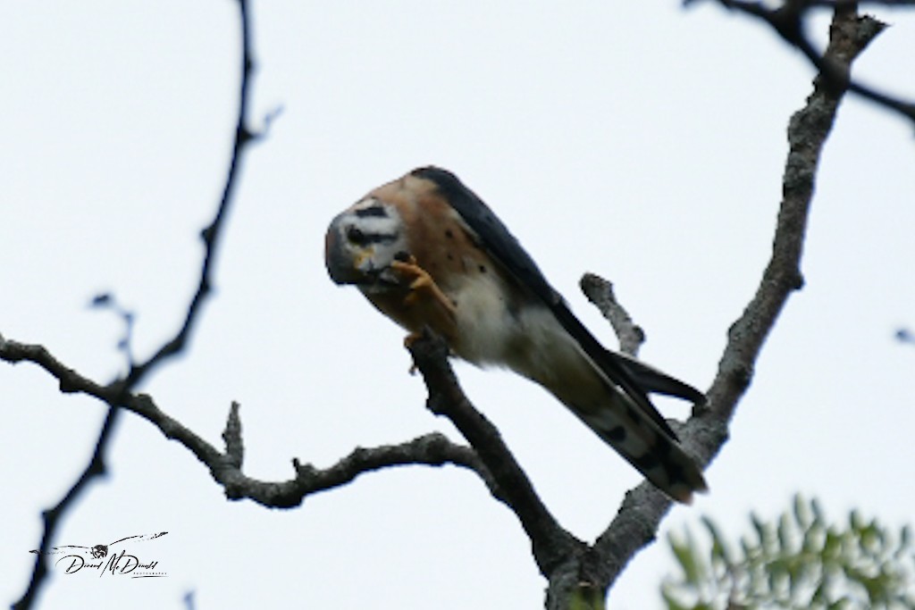 American Kestrel - ML609114126