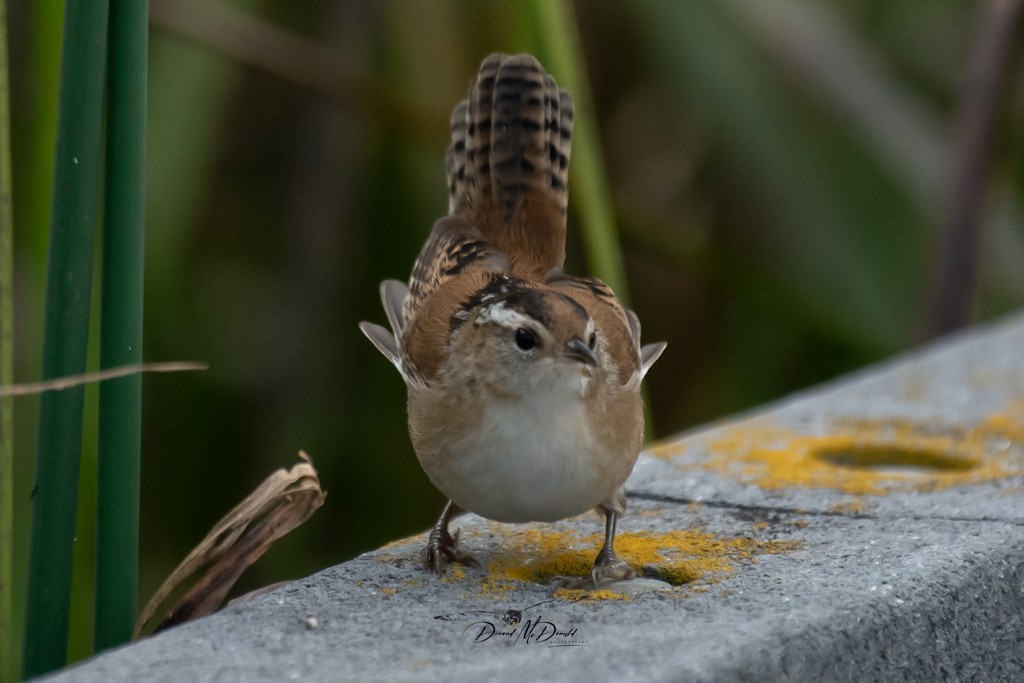 Marsh Wren - ML609114136