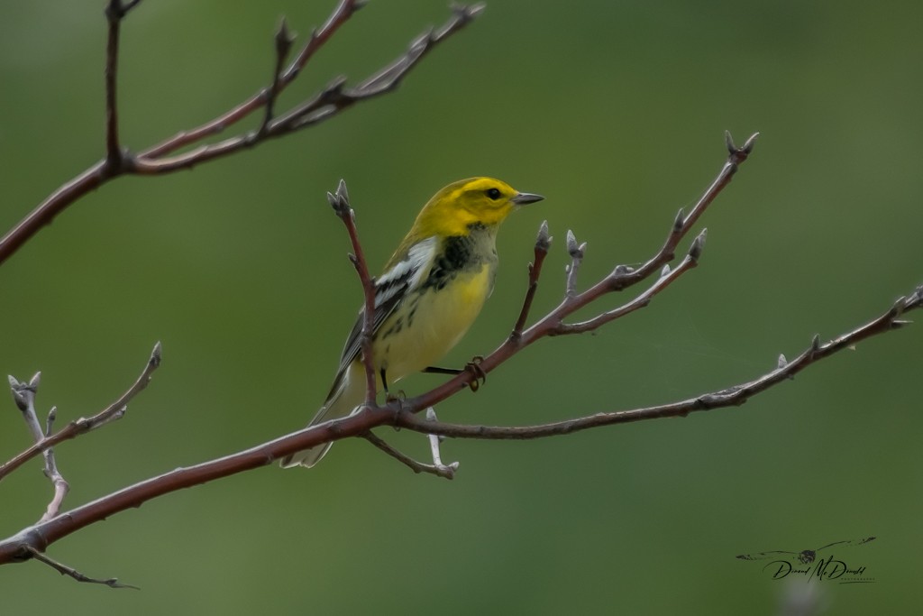 Black-throated Green Warbler - ML609114154