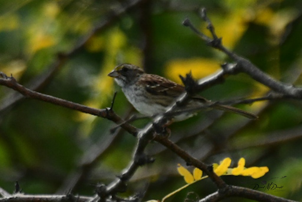 White-throated Sparrow - Demond McDonald