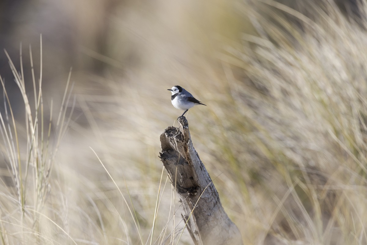 White-fronted Chat - Jeremy Edwards