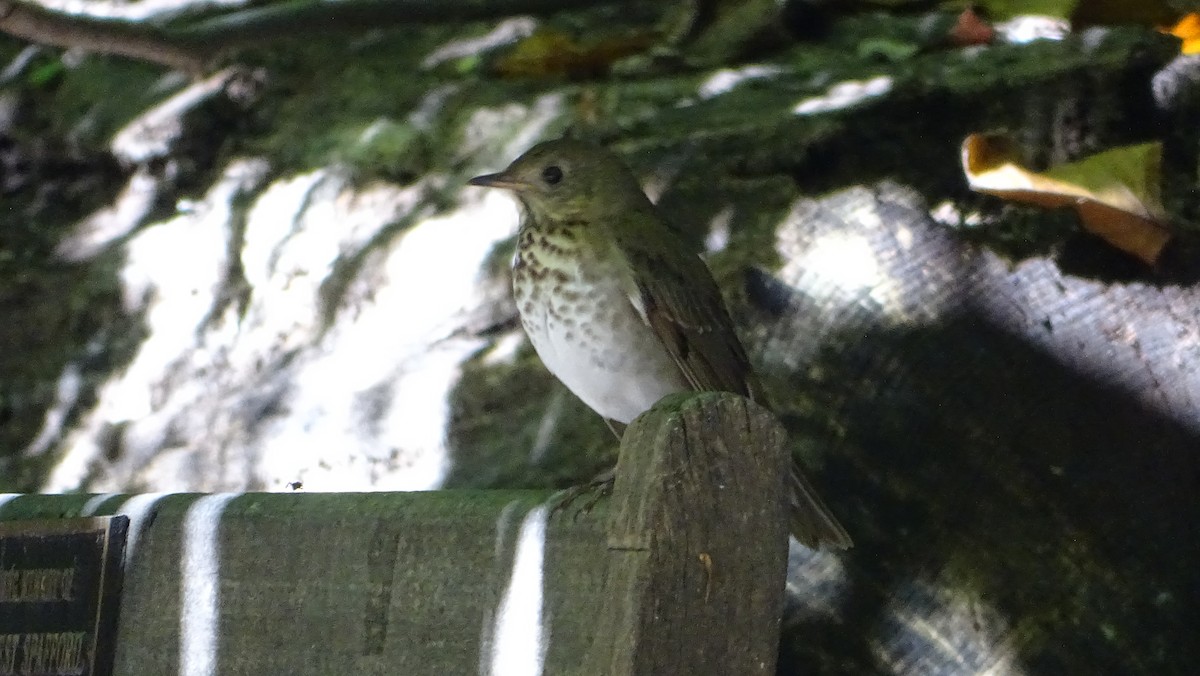 Gray-cheeked Thrush - ML609114194