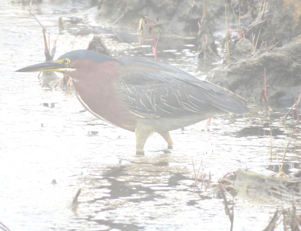 Green Heron - ML609114203