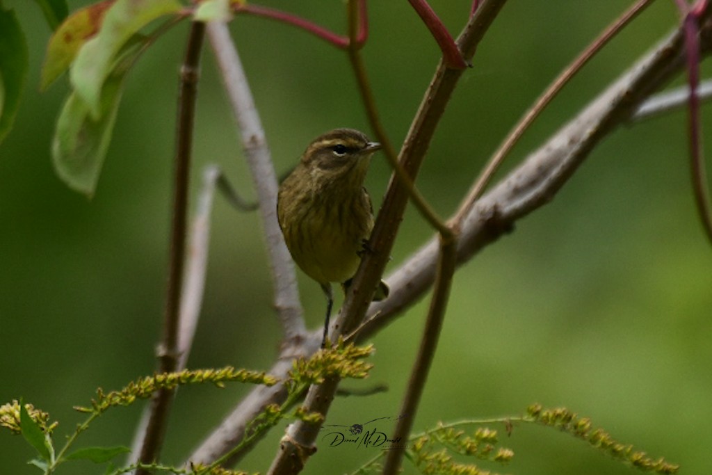 Paruline à couronne rousse - ML609114213