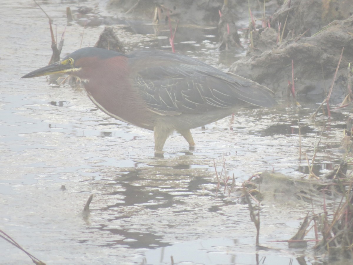 Green Heron - ML609114222