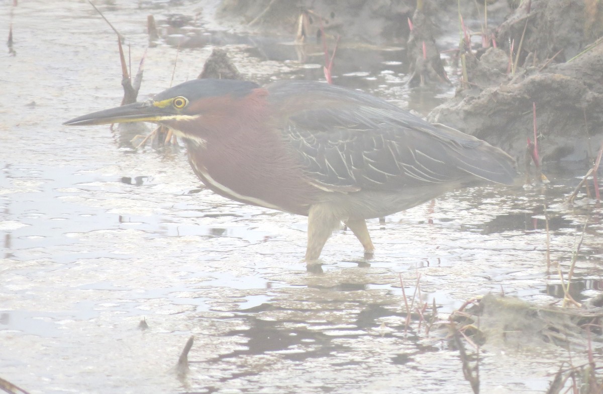 Green Heron - ML609114232