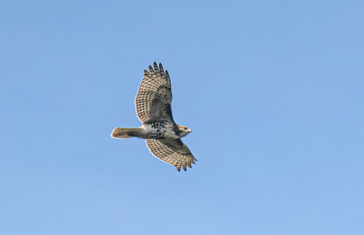 Red-tailed Hawk - Bert Filemyr