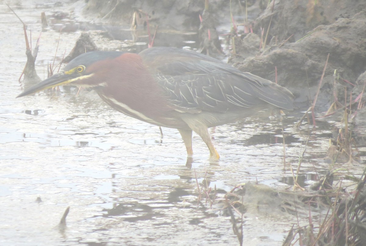 Green Heron - ML609114255