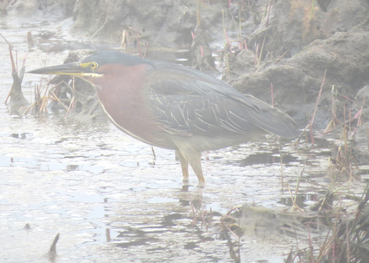 Green Heron - ML609114268