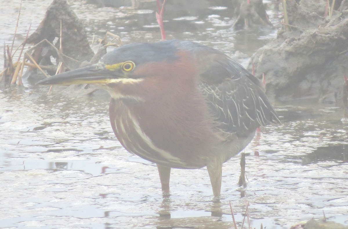 Green Heron - ML609114293