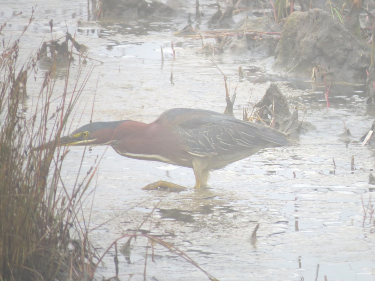 Green Heron - ML609114305