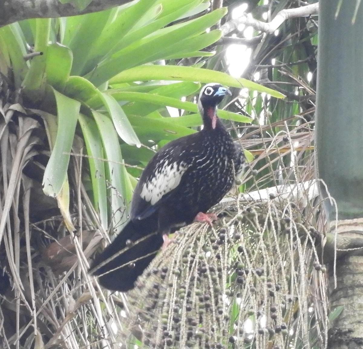 Black-fronted Piping-Guan - ML609114306
