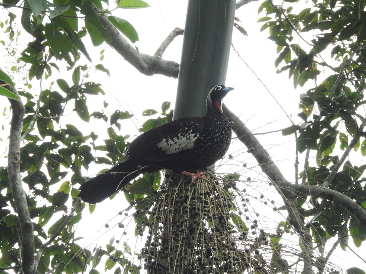 Black-fronted Piping-Guan - ML609114308