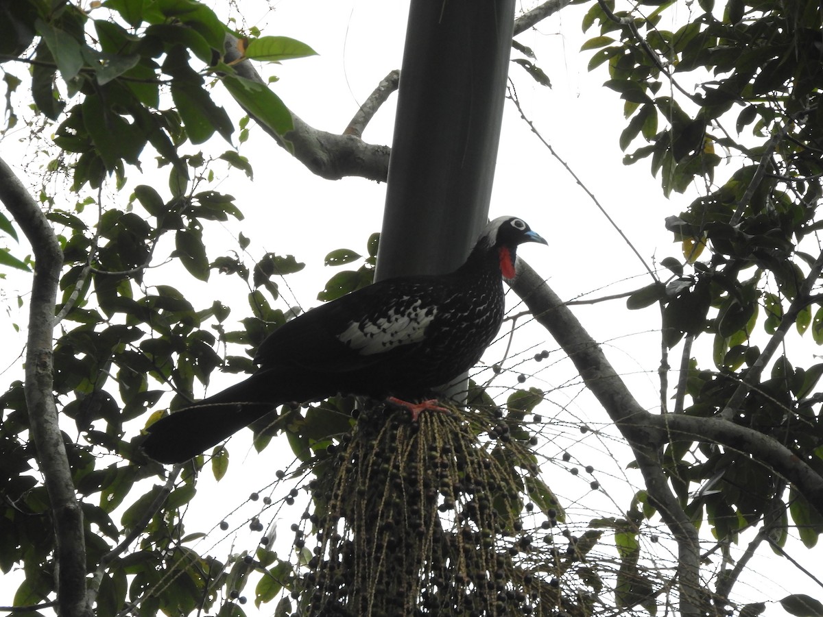 Black-fronted Piping-Guan - ML609114309