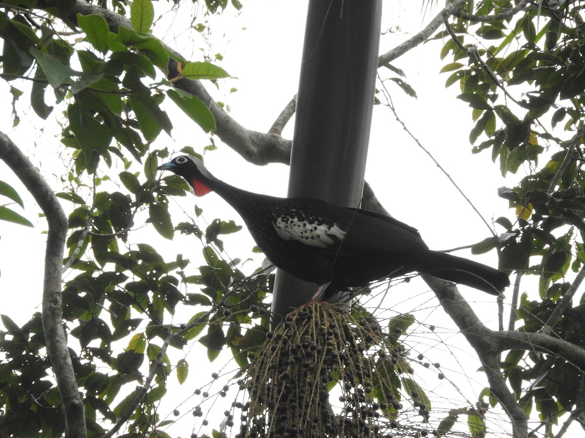 Black-fronted Piping-Guan - ML609114310